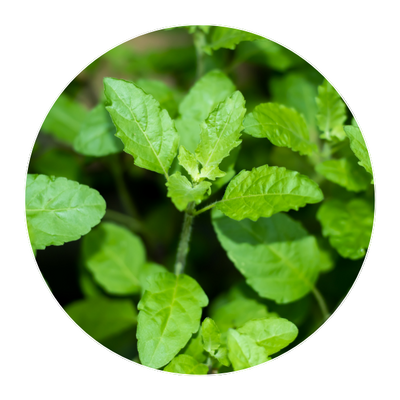 Tulsi